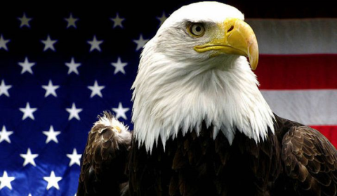 Wingmen Moving profile image