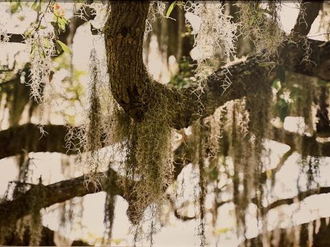 Low Country Movers profile image