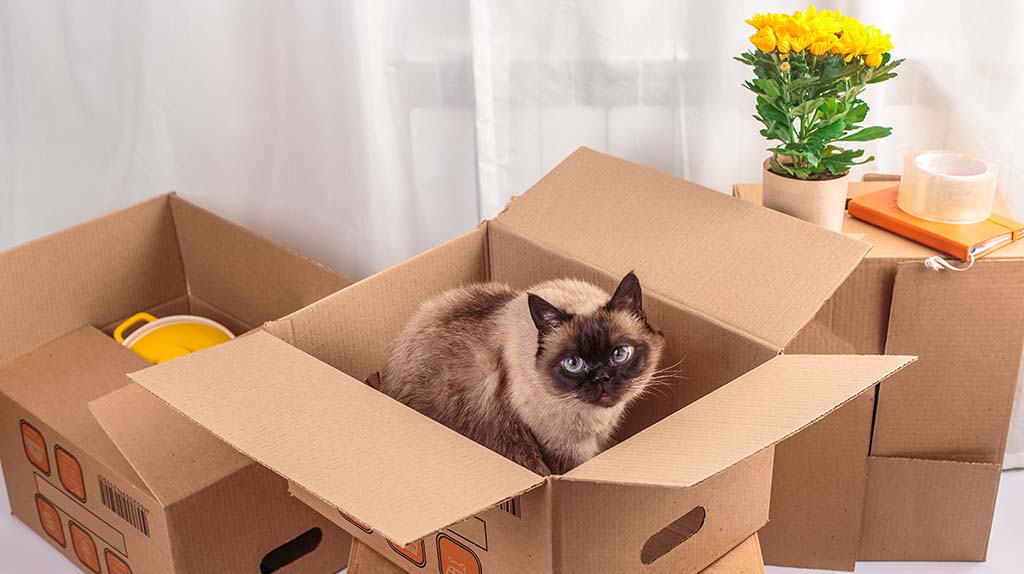 A cat sits in a moving box. Moving with pets doesn’t have to be difficult when you plan properly.