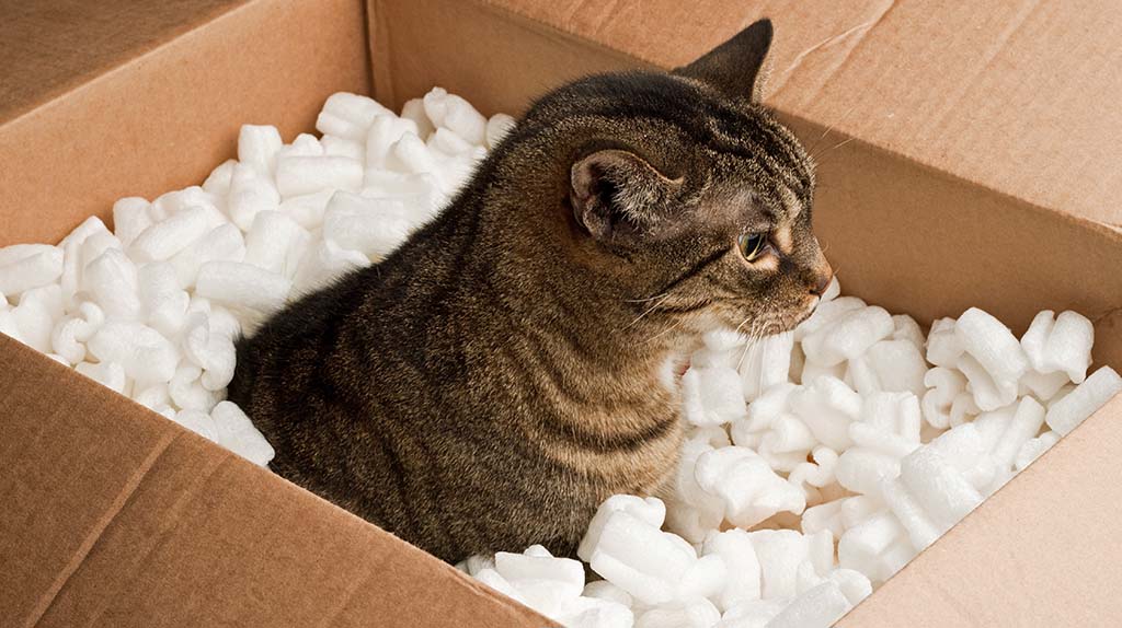 A cat sits in a moving box surrounded by packing peanuts. If you plan everything, moving with pets can be a successful transition.