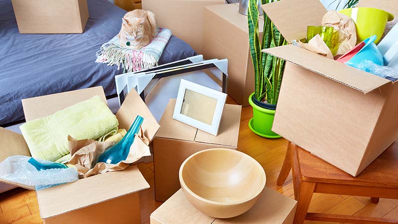 A cat sits on a blanket that is on a bed. Moving boxes with items inside surround the cat. Moving with pets takes time when preparing for a move.