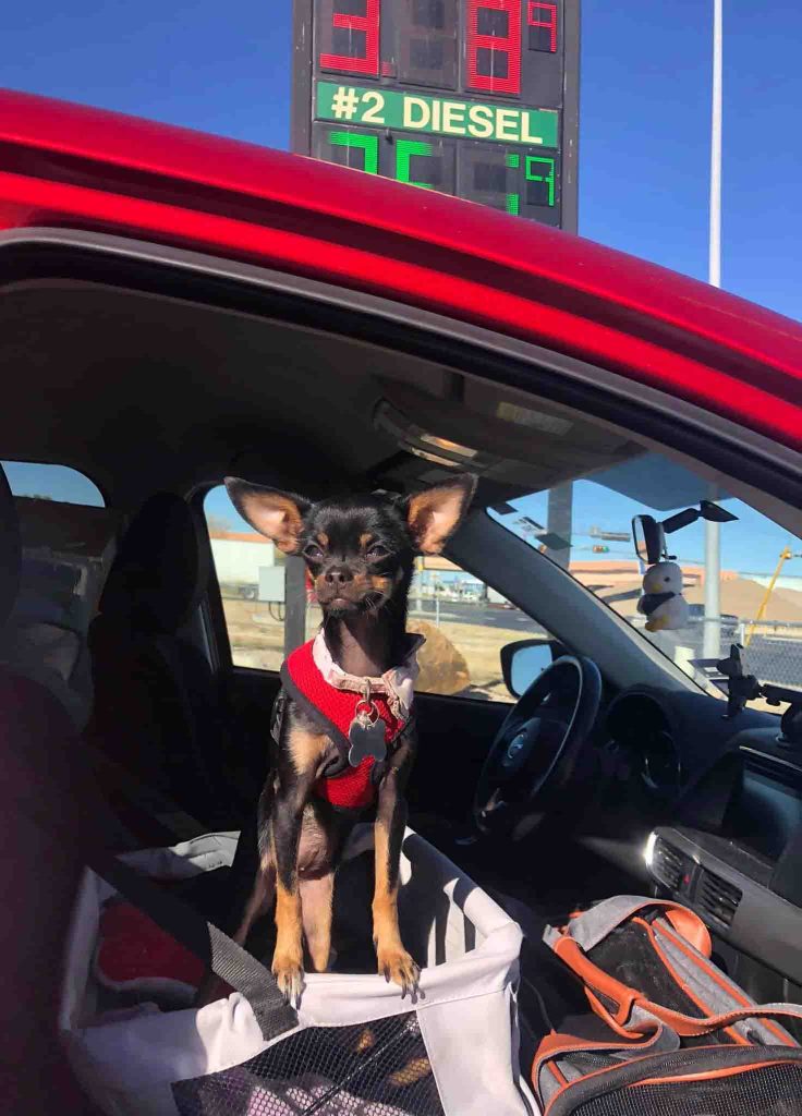 A chihuahua mix dog stands on her doggy car seat while parked at a gas station.