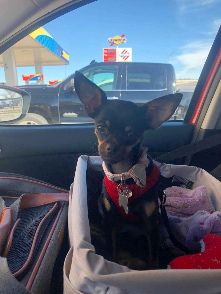 A chihuahua mix dog sits in her doggy car seat at a gas station. A dog car seat or kennel is important for a dog for safety purposes.
