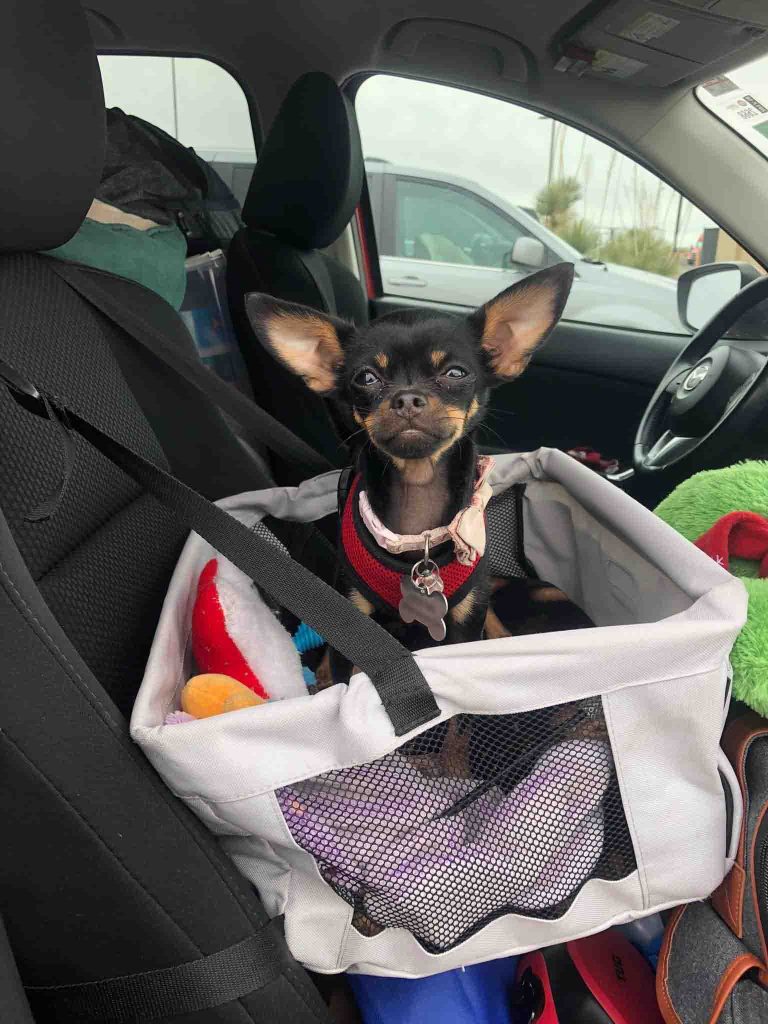 A chihuahua mix sits in her doggy car seat with her blankets, toys, and treats. A dog will be more comfortable surrounded by familiar items when moving.