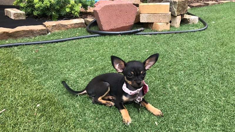A Chihuahua mix lies on the grassy ground in her new home on a summer day.