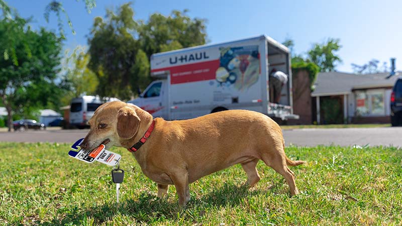 A dachshund holds a U-Haul truck rental’s keys and keychain on a spring day as the U-Haul truck rental is parked in the background.