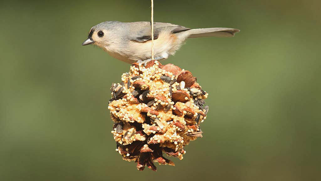 A small, gray bird sits atop a pinecone that is coated in birdseed and hanging from a piece of twine.