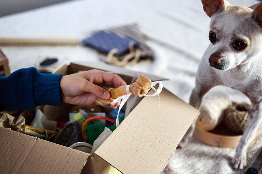 A Chihuahua stares at a bone as her owner holds it from the dog’s pet gift box. Pet gifts are great going away gifts.