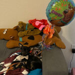 A black, female Chihuahua sits on top of a pillow and blanket on a couch in an apartment. Two Scooby-Doo stuffed toys, a Valentine’s Day dog robe, and a Scooby-Doo balloon sit behind the Chihuahua.