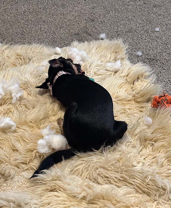 A black, female Chihuahua chews on a toy after recently destroying a dog toy in the living room of an apartment. The fuzz from the dog toy — that was gutted — is spread all around the Chihuahua.