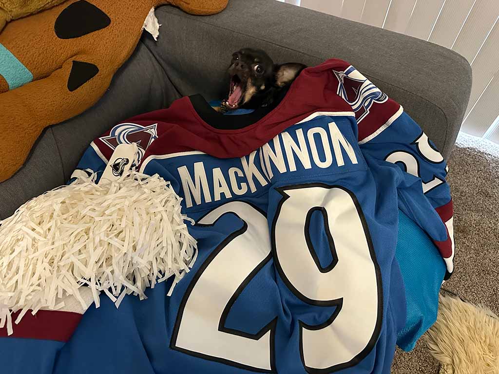 A black, female Chihuahua rests underneath a Colorado Avalanche Nathan MacKinnon (29) NHL jersey on a couch in an apartment. A Colorado Avalanche pompom sits next to the Chihuahua.