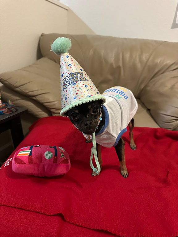 A black, female Chihuahua stares at her owner while wearing a “Party Animal” birthday shaped cone and a birthday shirt while standing on an ottoman in an apartment. A “travel-bag” shaped birthday dog toy lies next to the Chihuahua with a chair behind the ottoman