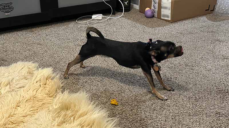 A black, female Chihuahua with her tongue sticking out stretches in the middle of the living room in an apartment. A homemade dog treat rests next to the Chihuahua.
