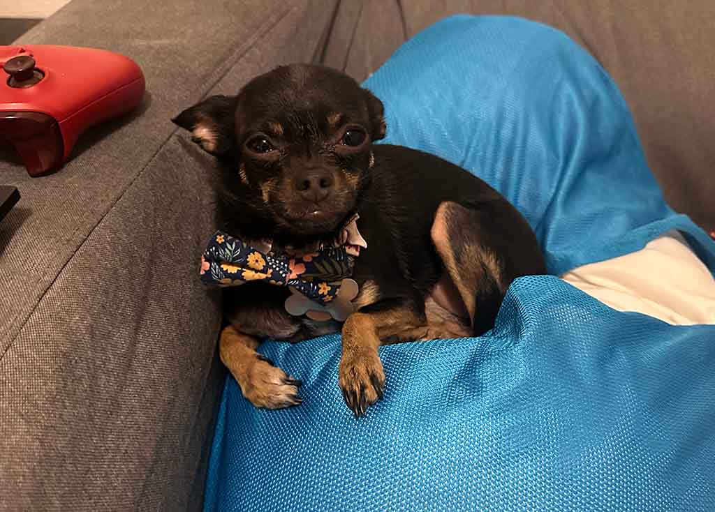 A black, female Chihuahua sits on a pillow on the couch in an apartment while staring at her owner.
